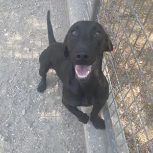 Amigo