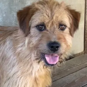 Apollo