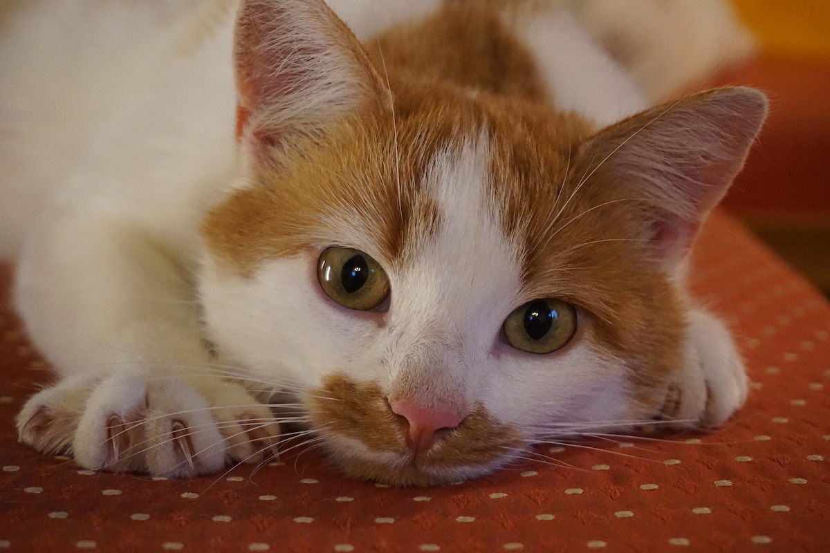 Hugo