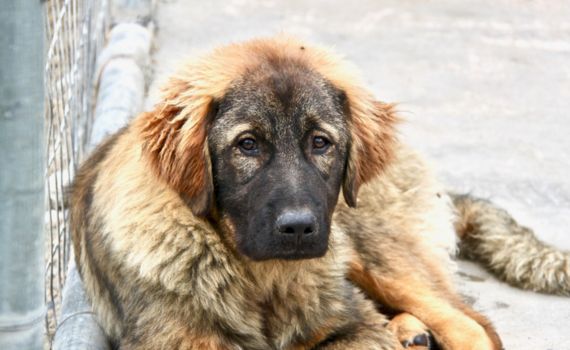 Otto