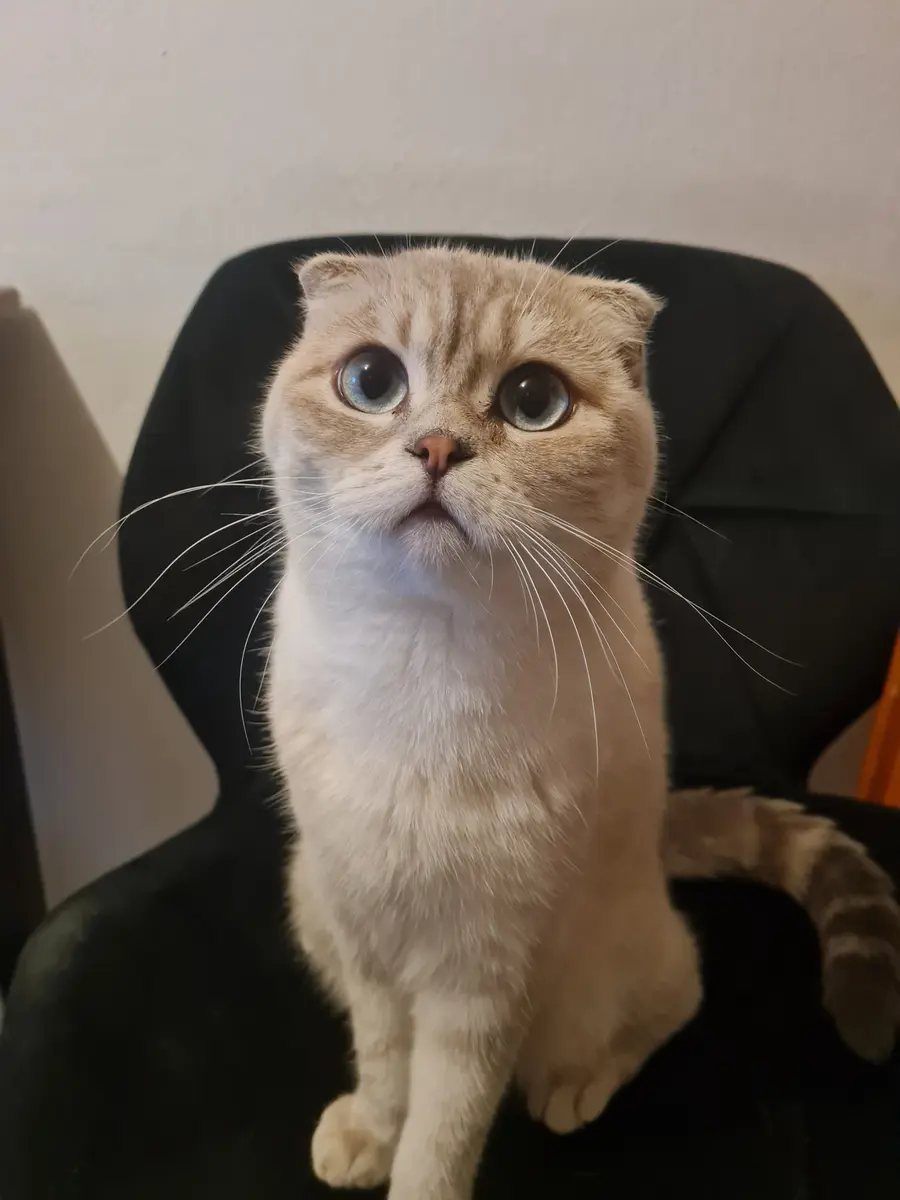 Die einjährige Katze Raya