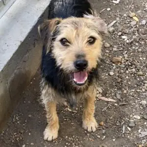 Sam