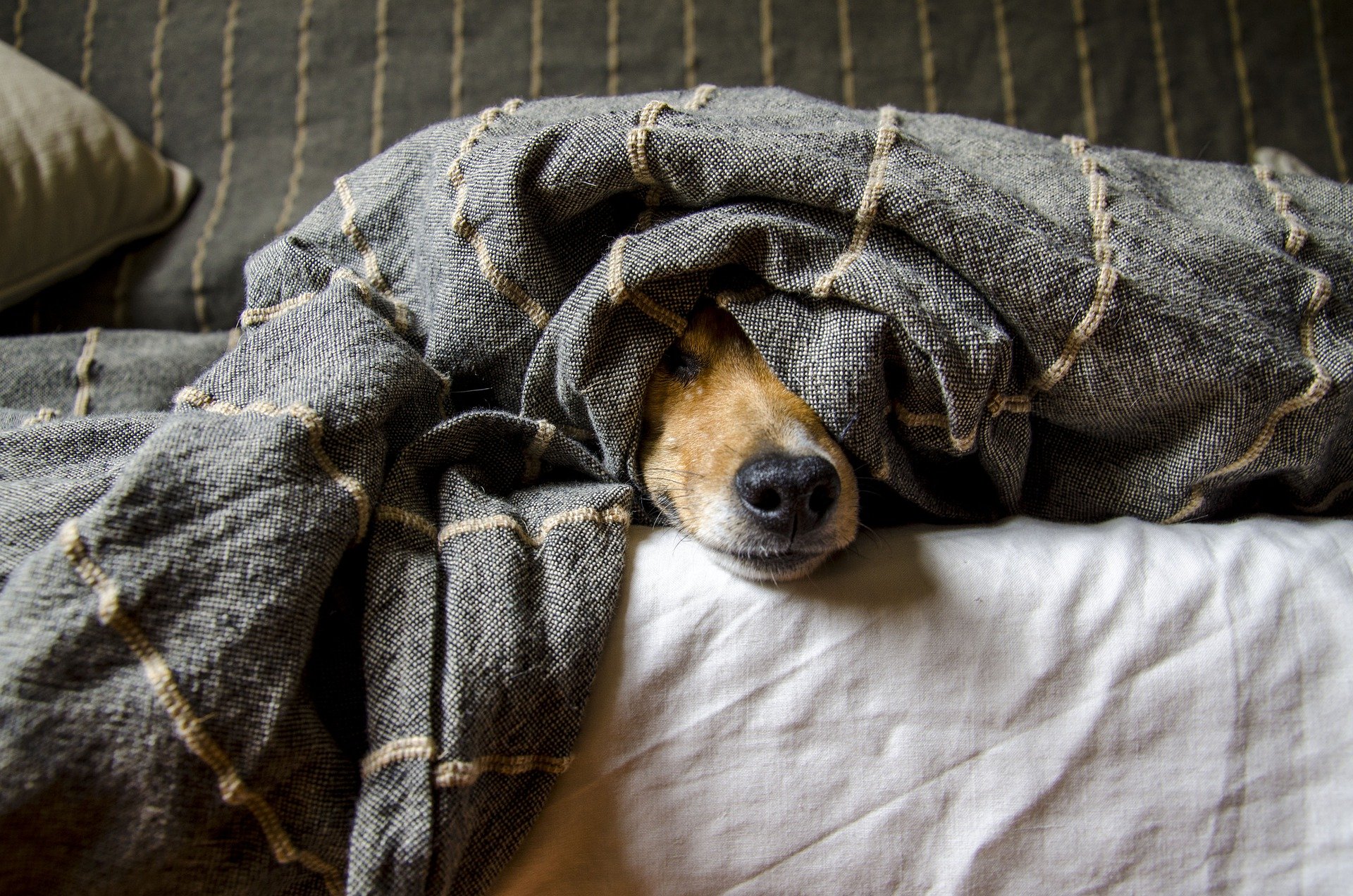 Mehrere Hunde als Sinnbild für die Arbeit der Tiertafel