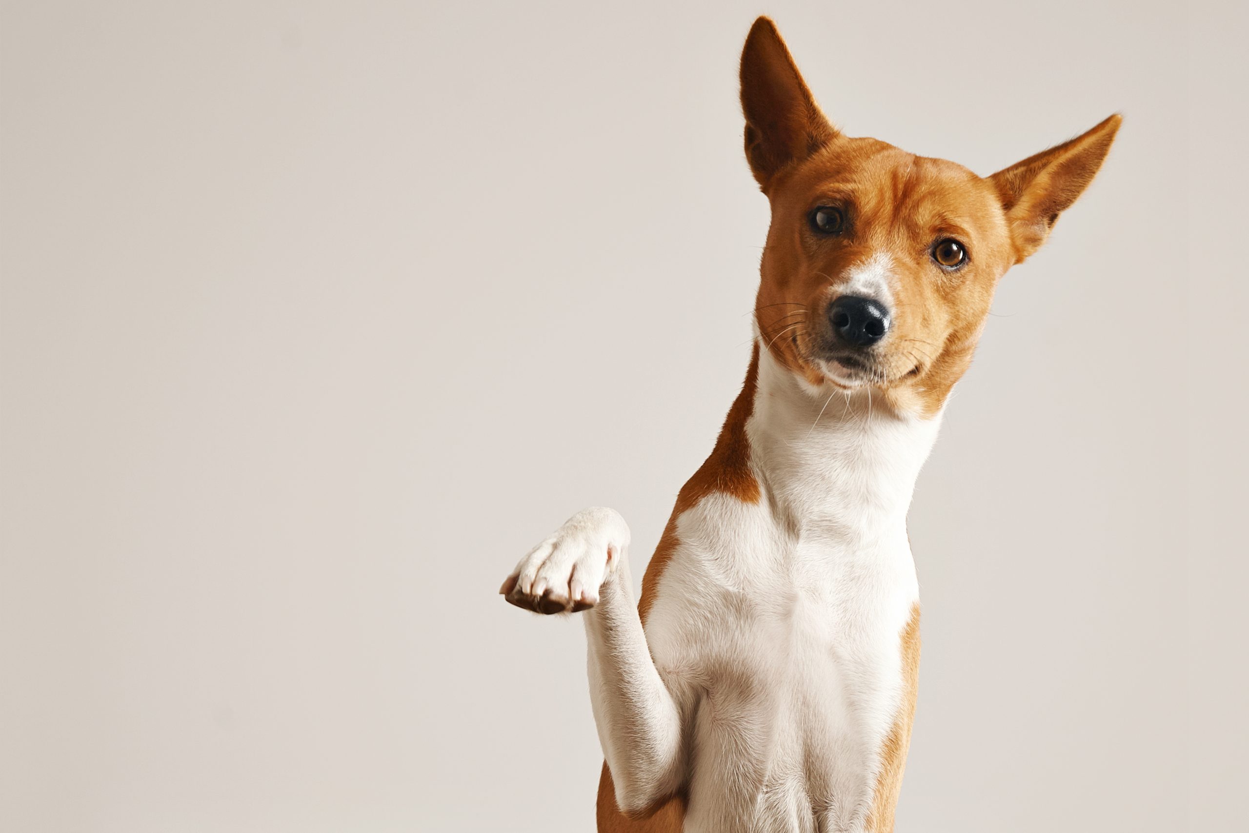 Ein aufmerksamer Hund hebt seine Pfote